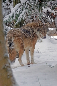 Snow winter social wildlife Photo