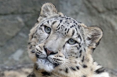 Weiblich tierwelt zoo porträt Foto