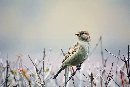 Foto Alam cabang musim dingin burung