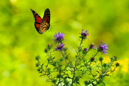 Foto Natura pianta prato
 prateria
