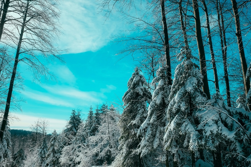 Landscape tree nature forest