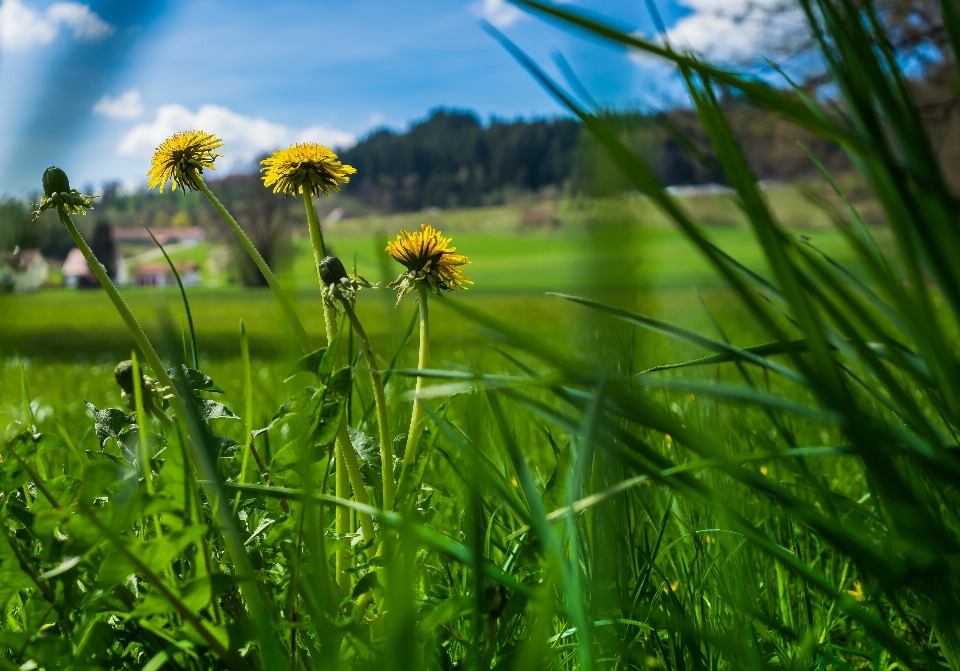 Nature grass blossom bokeh