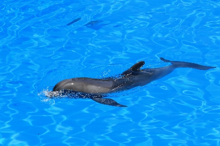 Pool biology mammal aquarium Photo