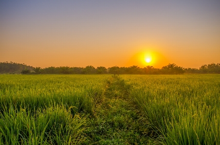 Landscape nature grass horizon Photo