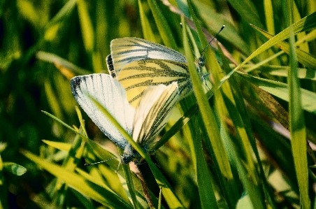 Foto Natura b