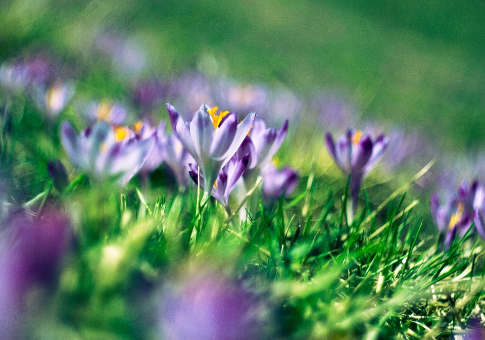 Natura erba fiore pianta