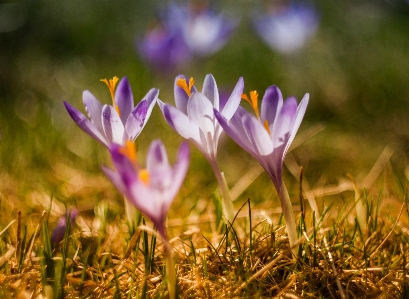 Photo Nature herbe fleurir usine