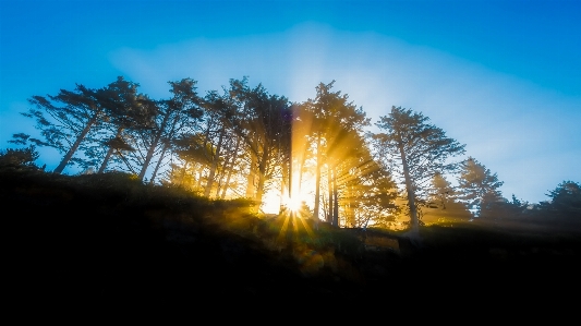 風景 木 自然 森 写真