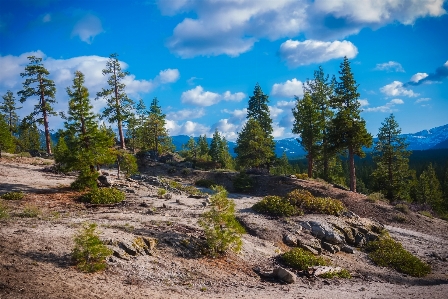 Landscape tree nature forest Photo