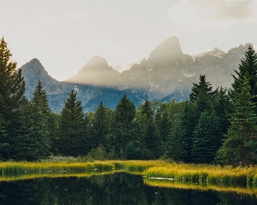 Landscape tree water nature Photo