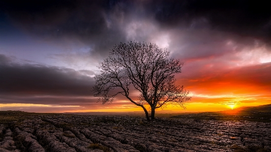 Landscape tree nature horizon Photo