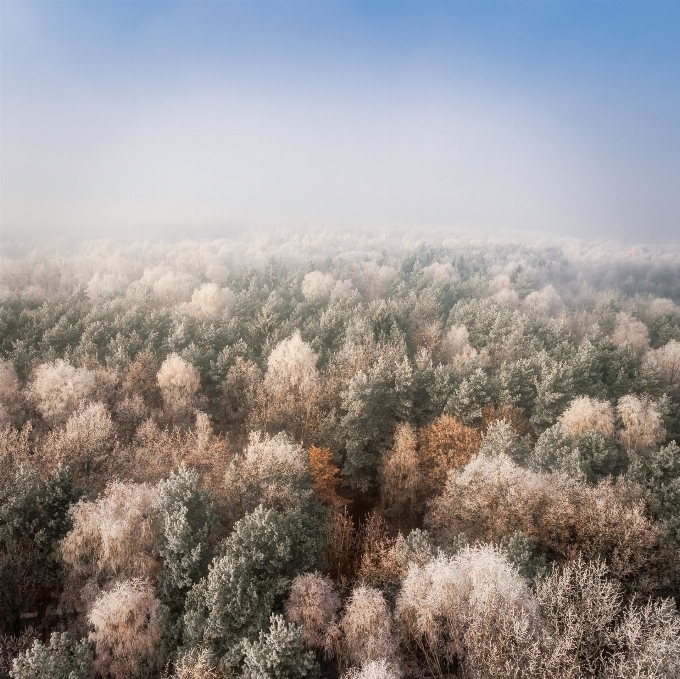 Paisaje árbol naturaleza bosque