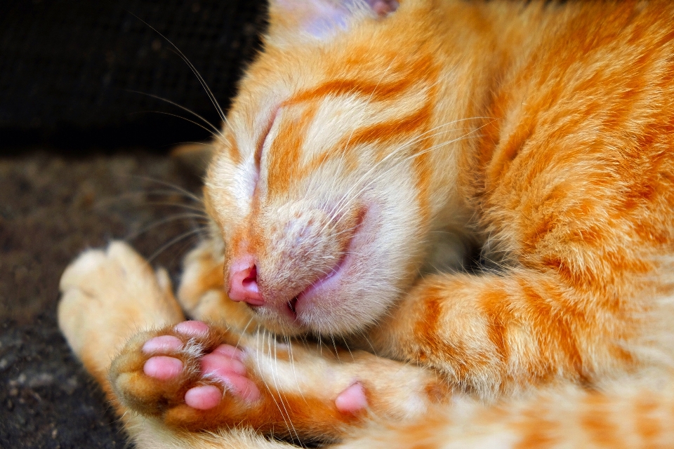 動物 かわいい ペット 子猫