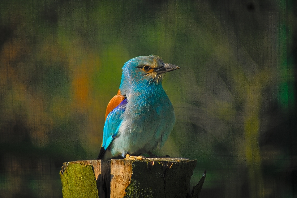 Nature bird bokeh wildlife