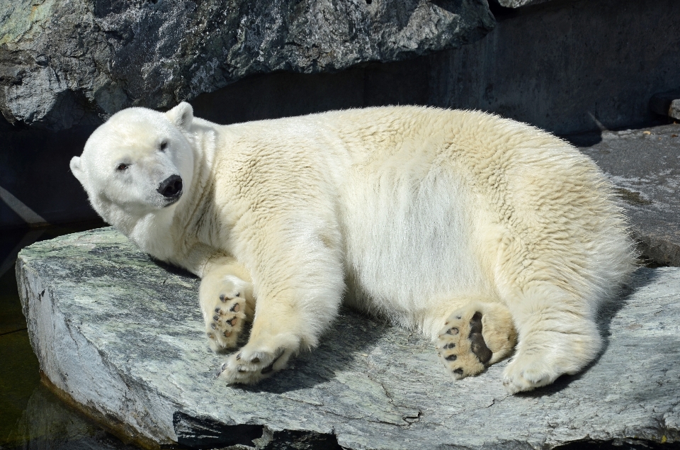 Animal ours faune zoo