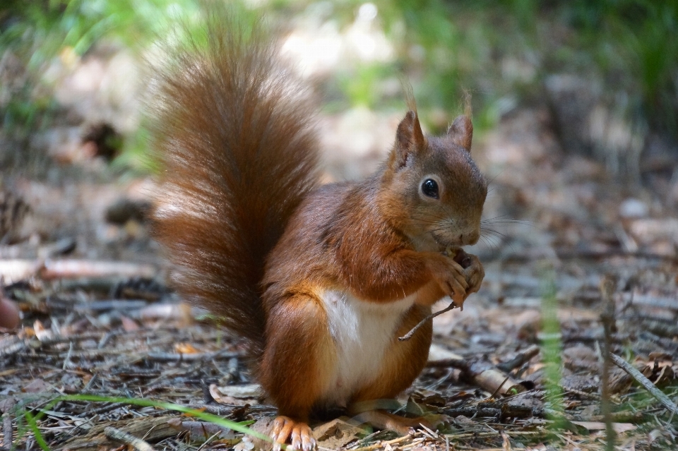 Nature grass animal cute