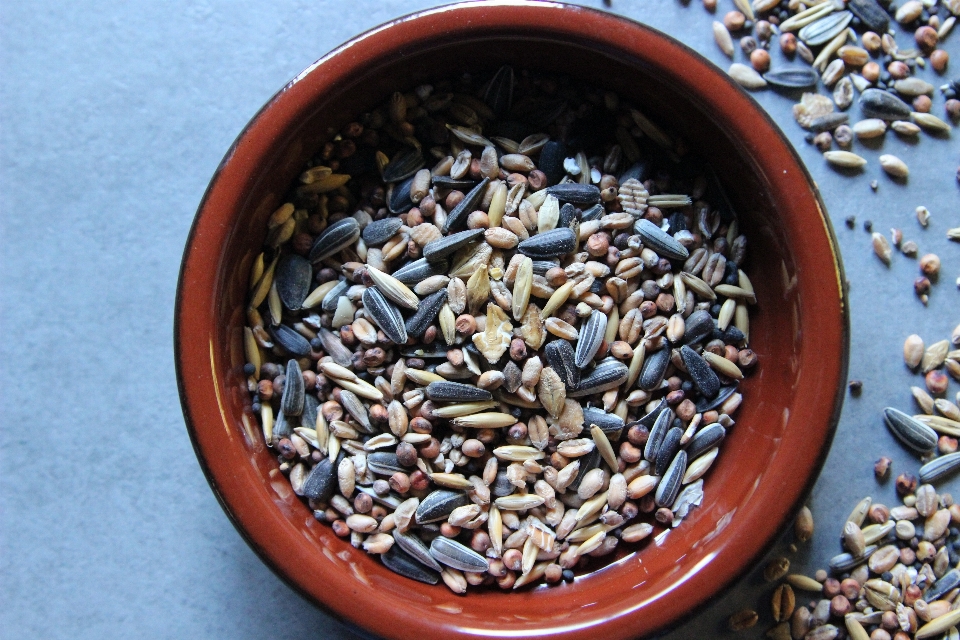 Grano fiore foraggio cibo