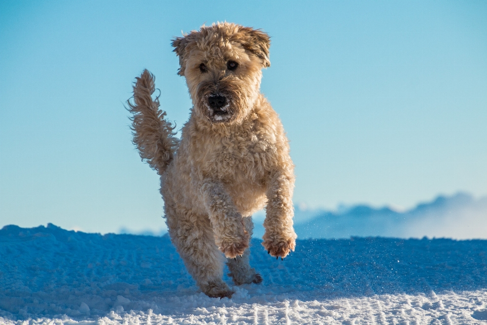 Nevicare inverno giocare cane