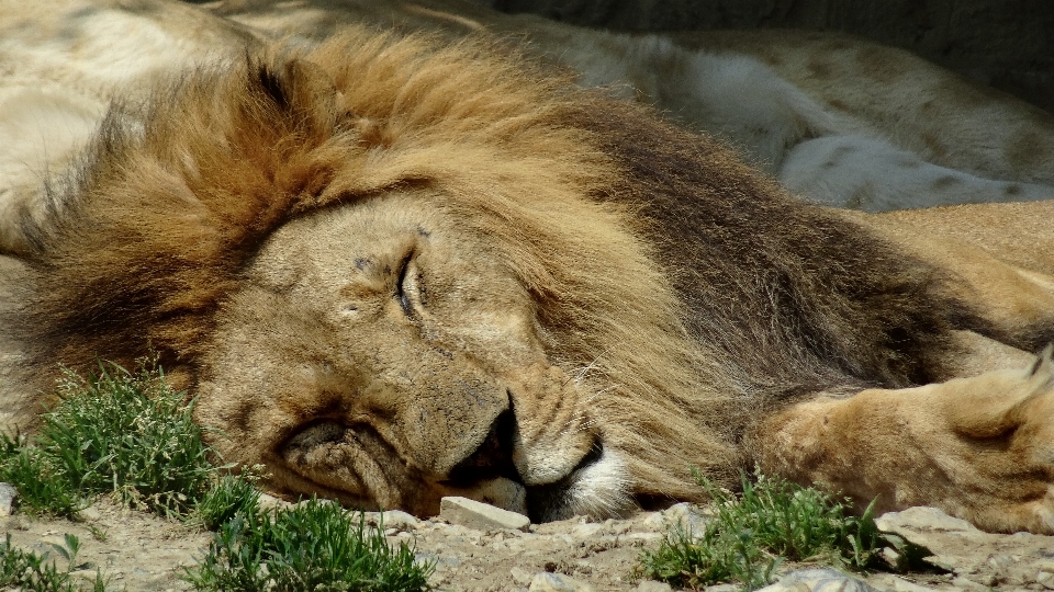 Tierwelt zoo säugetier mähne
