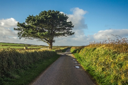 Landscape coast tree nature Photo