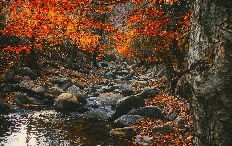 Manzara ağaç su doğa Fotoğraf