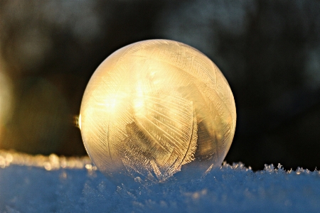 Foto Naturaleza rama nieve frío