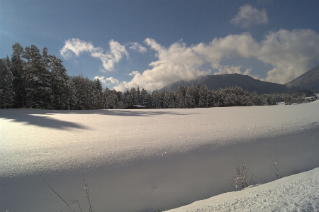 Landscape tree forest mountain Photo