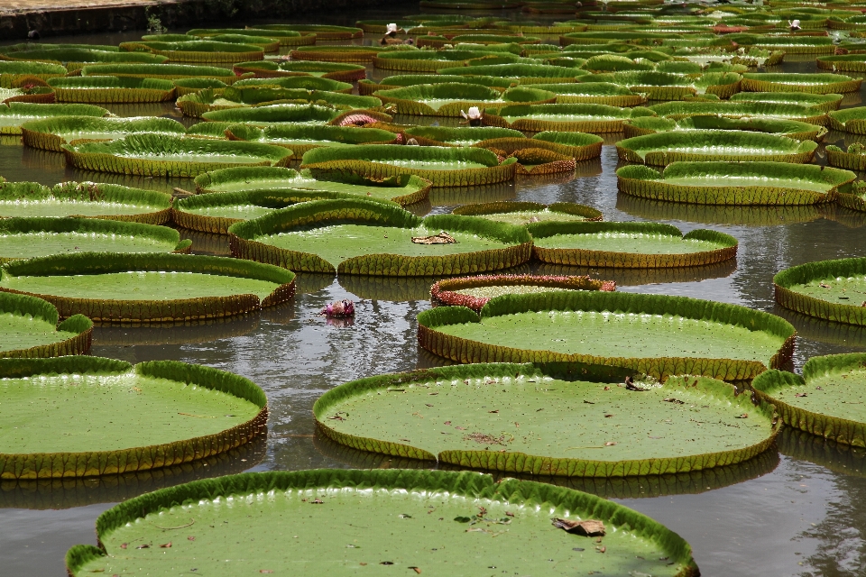 Paesaggio acqua natura erba