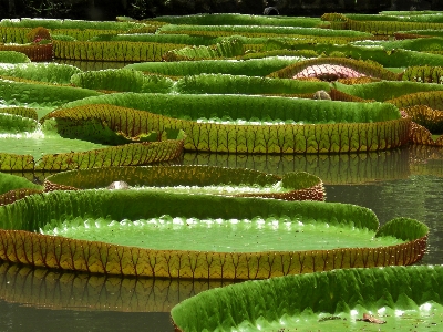 Landscape water nature grass Photo