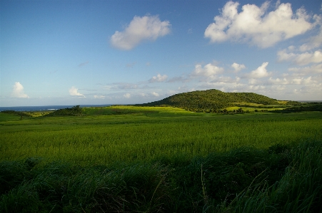 Landscape tree nature grass Photo