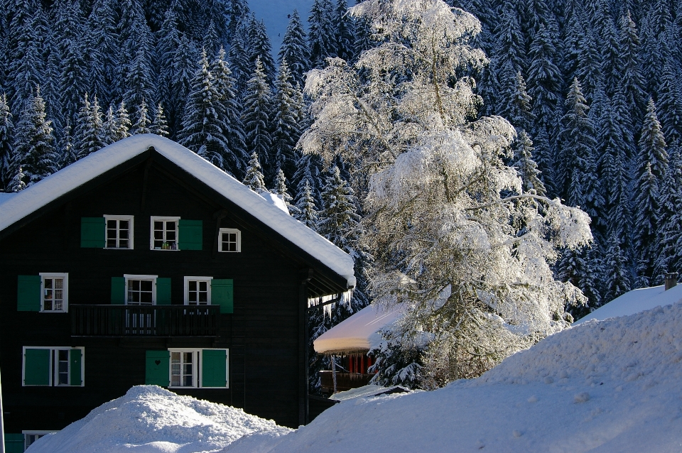 Baum berg schnee winter