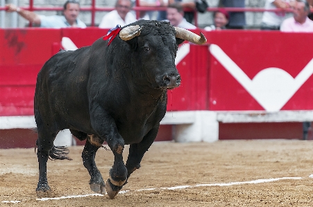 Foto Banteng olahraga pertunjukan arena adu banteng
