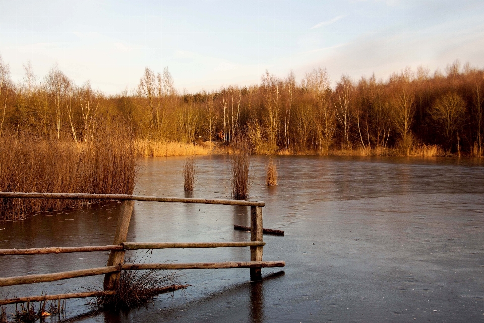 Paesaggio acqua natura palude
