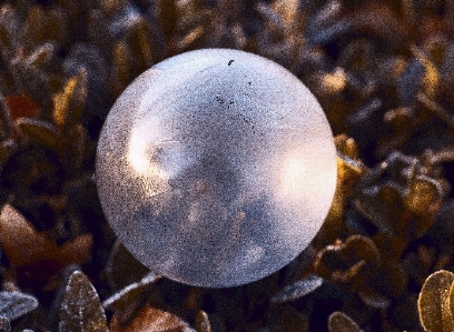 Foto árbol naturaleza fotografía luz de sol