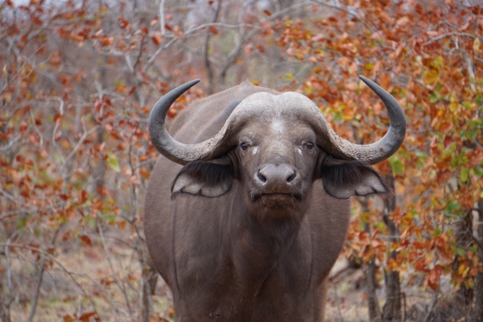 Natur wildnis
 tierwelt herbst