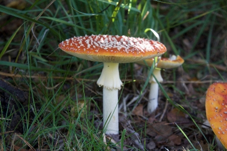 Forest countryside autumn mushroom Photo