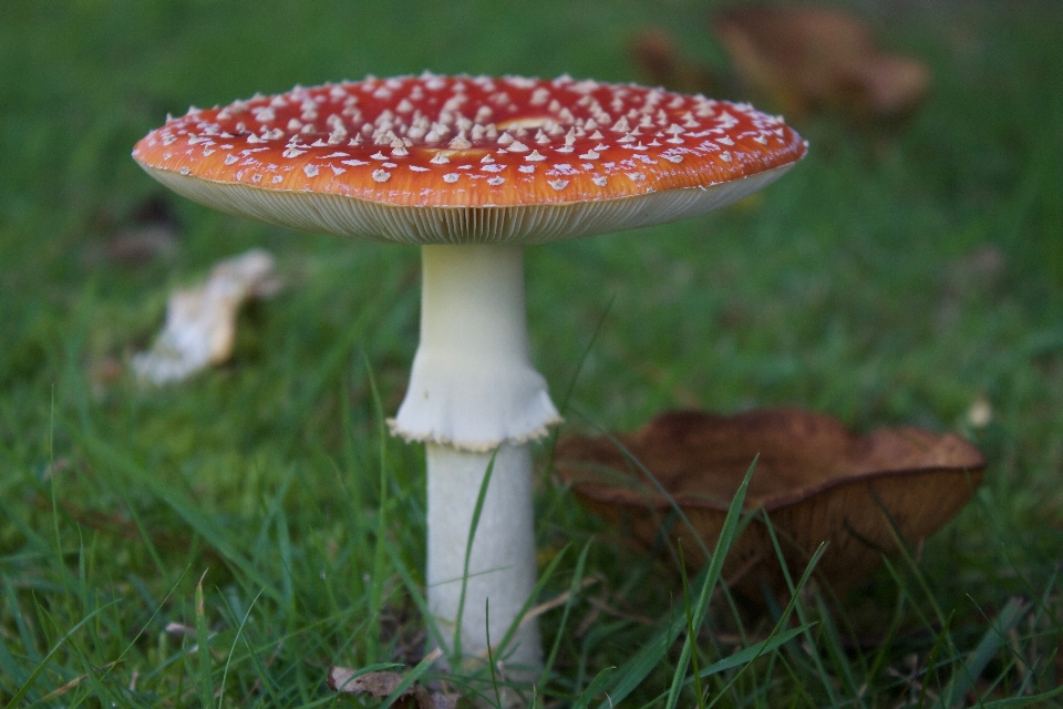 Countryside autumn mushroom toadstool