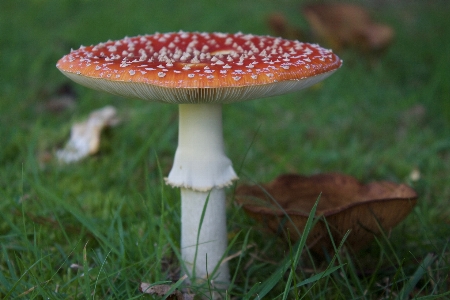 Countryside autumn mushroom toadstool Photo