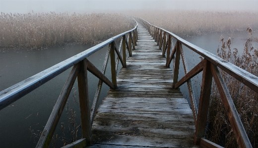 水 森 冬 木 写真