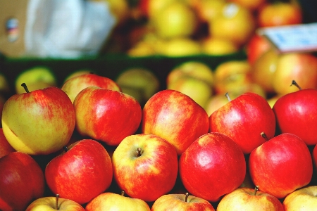 Apple plant fruit ripe Photo