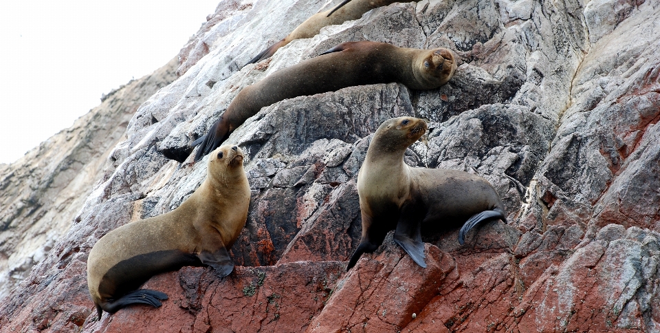 Meer tierwelt zoo insel