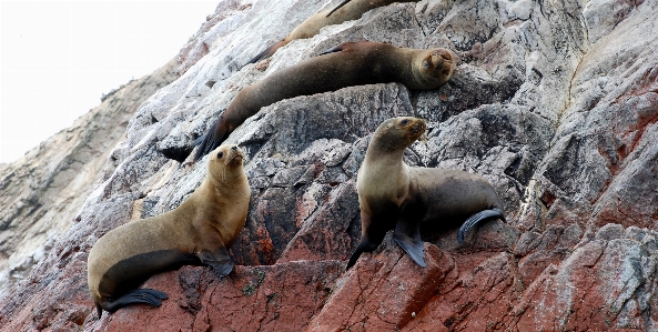 海 野生動物 動物園 小島 写真