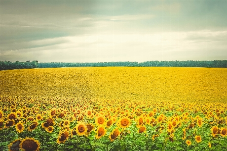 Anlage feld wiese
 prärie
 Foto