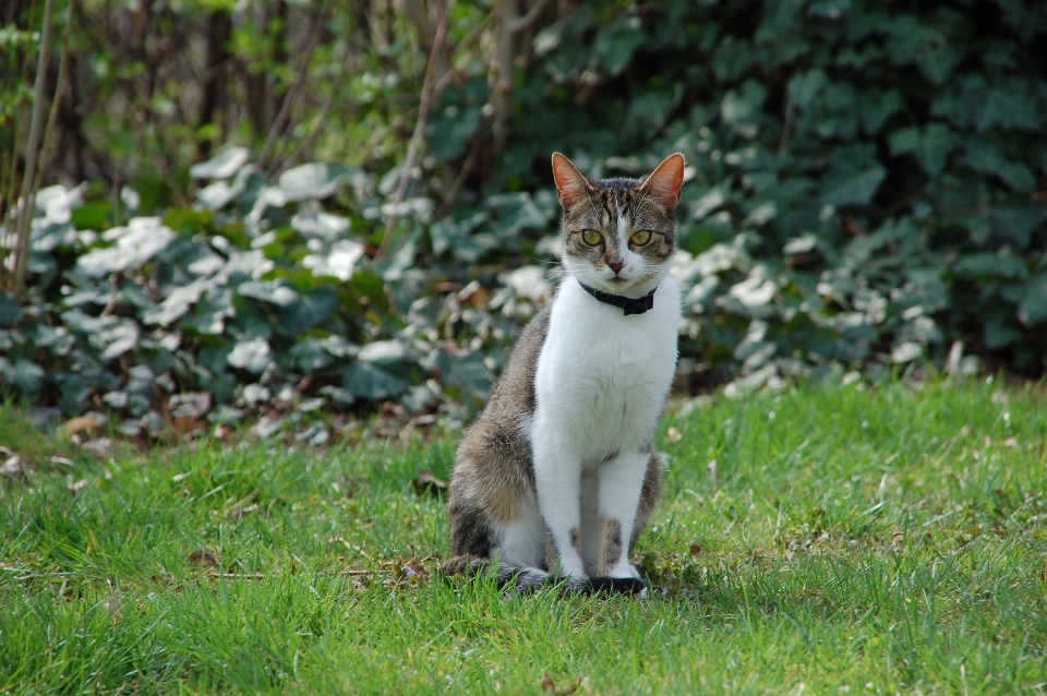 Nature doux animal mignon