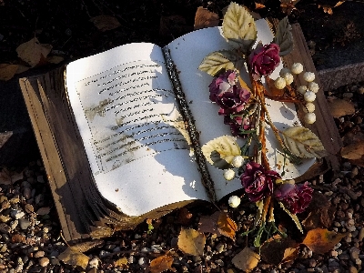 Book leaf flower rose Photo