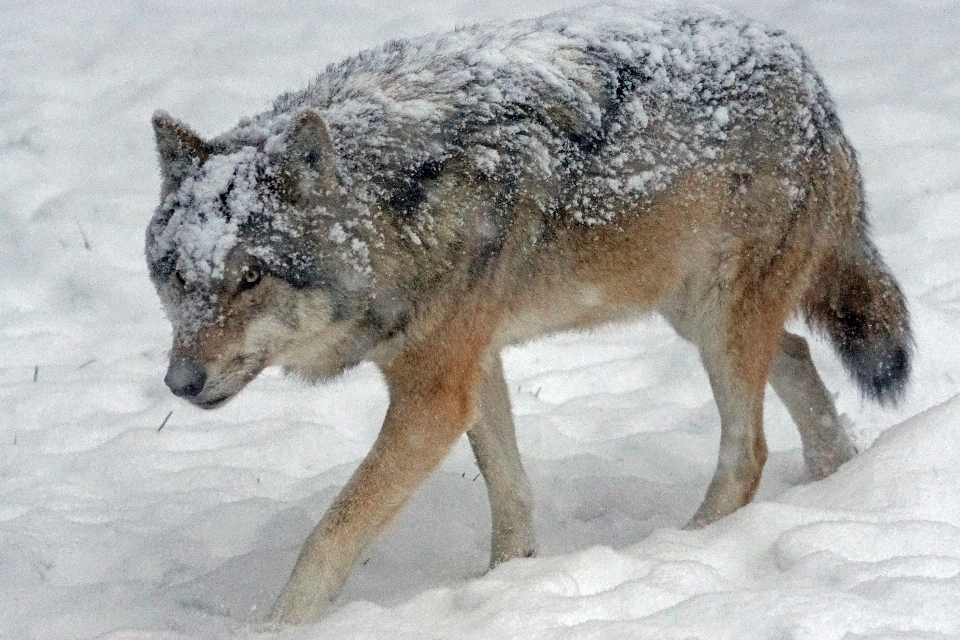 Cold winter social wildlife