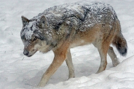 Cold winter social wildlife Photo