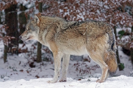 Cold winter social wildlife Photo