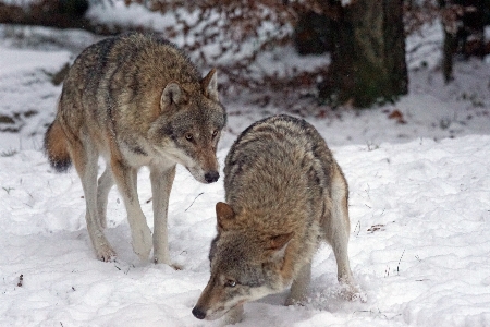 Snow cold winter wildlife Photo