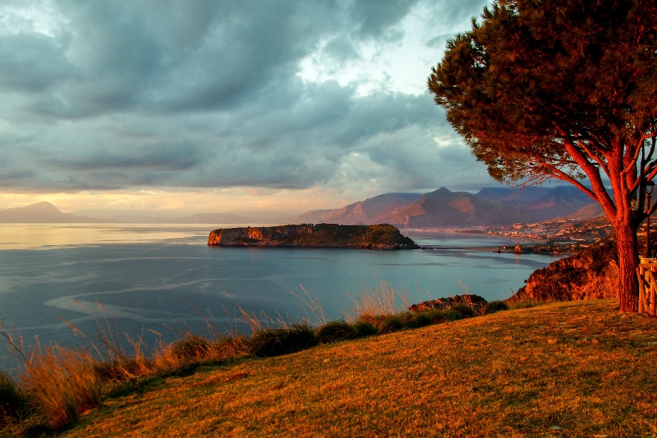 Landscape sea coast tree